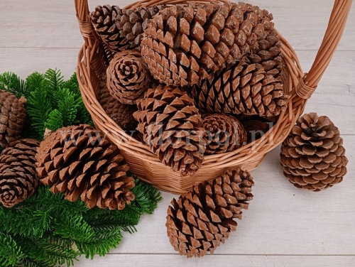 szyszka Martima duża / worek 50szt naturalny  