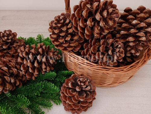 50szt szyszka Pinus Pinea duża  (worek) 