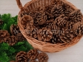 szyszki_3383.jpg