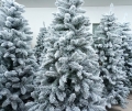 sosna_alpejska_250_śnieżona 3382.jpg