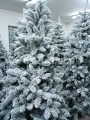 sosna_alpejska_250_śnieżona 3384.jpg