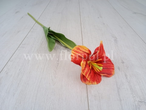 tulipan satynowy rozwinięty 1szt oranż (K1-3)
