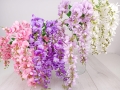 wisteria 4783.jpg