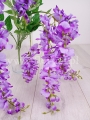 wisteria 4779.jpg