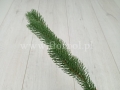 florpol.live6358.jpg