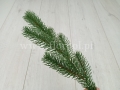 florpol.live6360.jpg