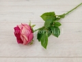 florpol.live 7171.jpg