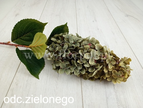 hortensja ogrodowa 1szt odc.zielonego (CHQ05)