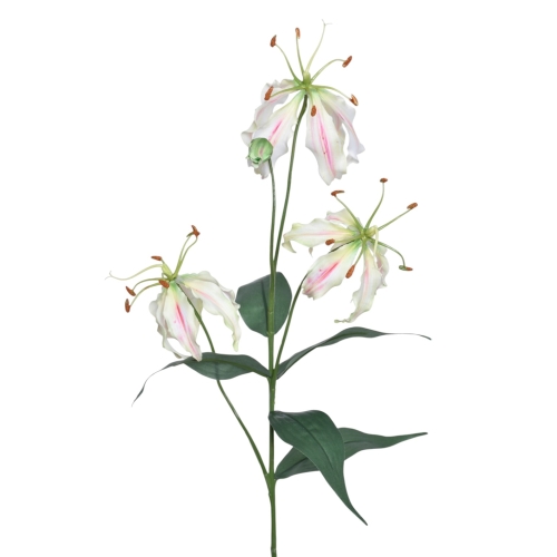 Glorioza łodyga CREAM PINK (DON001)