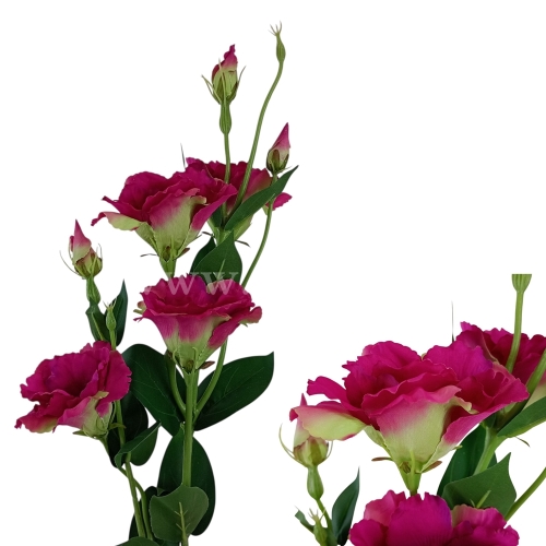 Eustoma atłasowa 7kwiatów/ wysoka/cieniowana   #2207 fuchsia/green (SUN345)