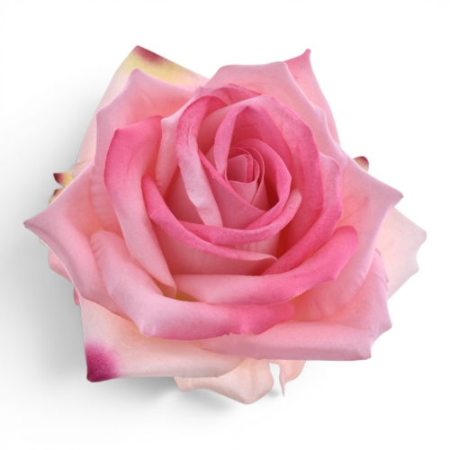 welurowa róża, olbrzymia 6szt pink (ART276)