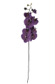 SUN878##PLUM#2_m.jpg