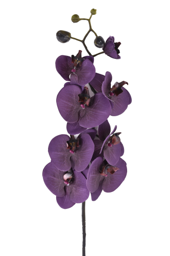 Storczyk Phalaenopsis 1szt  PLUM (SUN878)