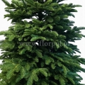 prestige nobilis choinka 13774.jpg