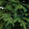 prestige nobilis choinka 13782.jpg