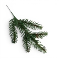 florpol.p  13790.jpg