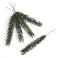 florpol.p  13793.jpg