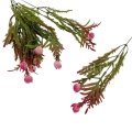 florpol.live 13891.jpg