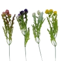 florpol.live 13880.jpg