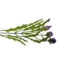 florpol.live 13881.jpg