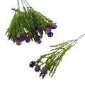 florpol.live 13884.jpg