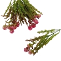 florpol.live 13885.jpg