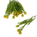 florpol.live 13886.jpg