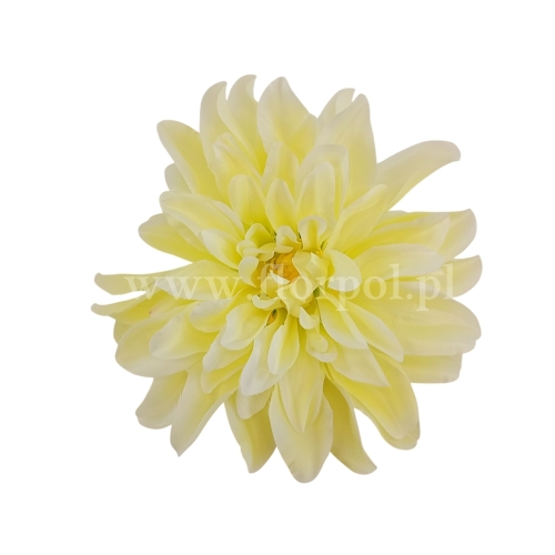 dalia cieniowana płaska 6szt cytryna/pistacja  (5076)