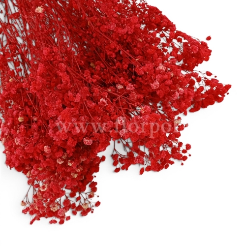 paradowscy_florpol.live 14106.jpg