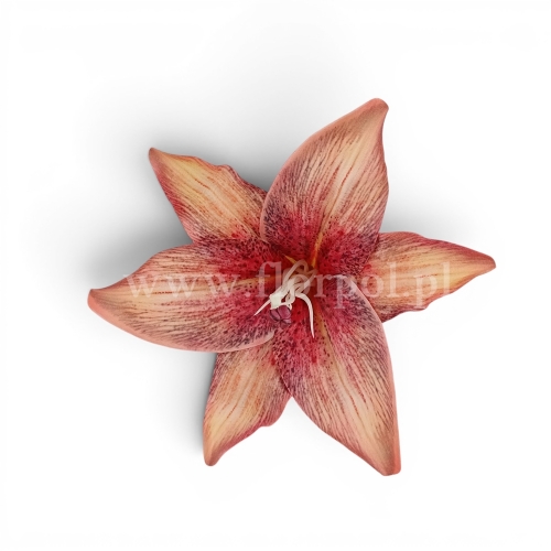 Lilia satynowa, cieniowana 12szt mahoń/krem (T140-23-1111)