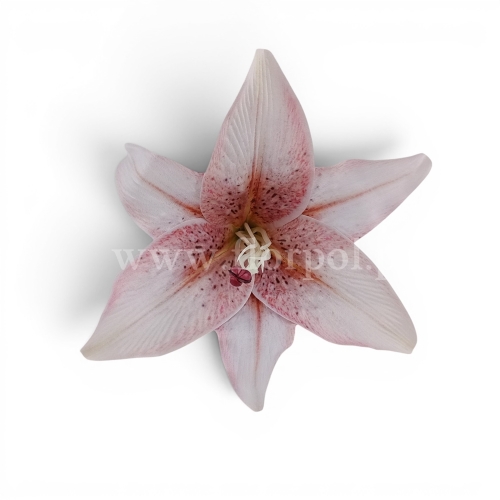Lilia satynowa, cieniowana 12szt ecru/czerwone cienie (T140-23-1111)