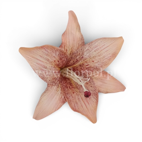 Lilia satynowa, cieniowana 12szt beż (T140-23-1111H_AUT2)