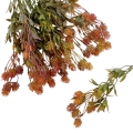 dodatki 14632.jpg