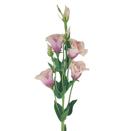 Eustoma atłasowa 7 kwiatów/ wysoka/cieniowana #2026 powder pink/green (SUN345)