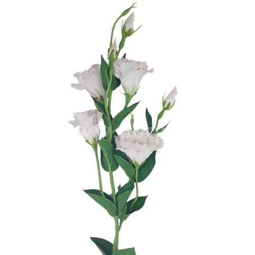 Eustoma atłasowa 7 kwiatów/ wysoka/cieniowana #3061 pearl (SUN345)