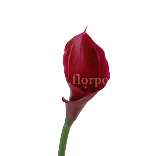 Kalla stulony kielich #C33 red (AL45106)