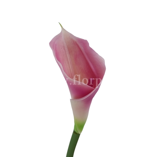 Kalla stulony kielich #183 lt.purple/white (AL45106)