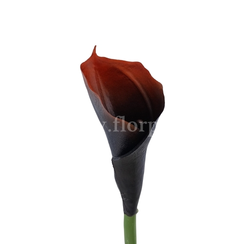 Kalla stulony kielich #198C brown (AL45106)