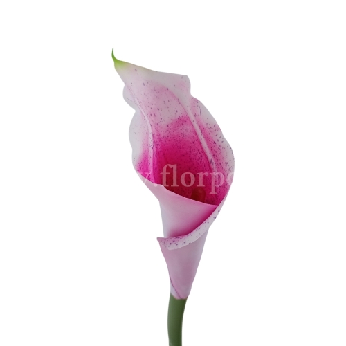 Kalla stulony kielich #LD-49 pink white (AL45106)