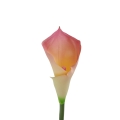 #C27 pink cream.jpg