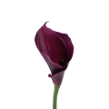 #C34 dk.purple.jpg