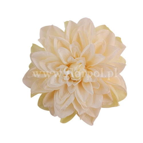 Dalia cieniowana, wyrobowa 6szt wanilia/cień pistacji (T137-23-0612 mix2)