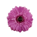 florpol.live 14922.jpg
