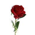 florpol.live 14972.jpg