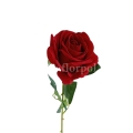 florpol.live 14971.jpg