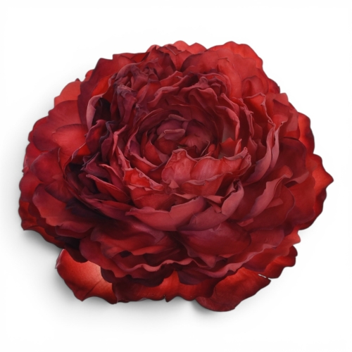 Peonia wyrobowa RED (TAJ1013) 