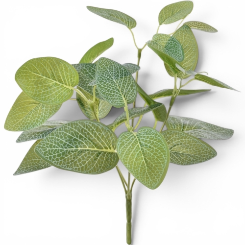 Fitonia bukiet Green (GREE072)
