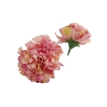 florpol.live 14905.jpg