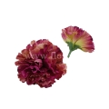 florpol.live 14912.jpg