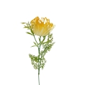 hurtownia florystyczna 14977.jpg